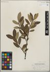 Foto von Salix maccalliana Rowlee